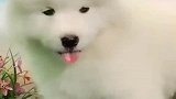 白白胖胖，充满希望