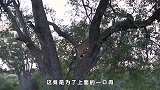 醉翁之意不在酒！母狮将豹子撵上树，到底有什么目的？