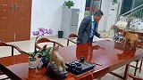 中华田园犬, 聪明到我不敢养犬了