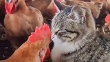 这是虎落平阳被犬欺吗