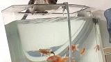 猫咪看到鱼缸的鱼，就按耐不住
