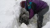 英国一对农场主夫妇在暴雪后将三只羊从雪堆中挖出来