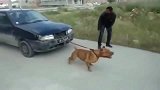 美国比特犬的负重能力太变态了，能给拉动一辆汽车