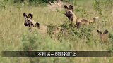 野狗群居然想吃鳄鱼肉，假借喝水设圈套，镜头拍下全过程