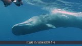 抹香鲸的睡眠仪式感，在水中站着入睡，真的不会往下沉吗？