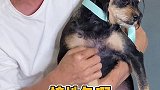 上次斑比的头被剃秃了我爸气的不行，今天我爸亲自带斑比去做美容了！ 爱宠来狂欢  萌宠出道计划