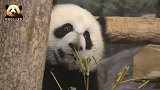 熊猫宝宝爬高卖萌，圆圆的大脸，呆萌的表情，可爱到炸