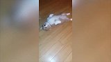狗狗正在睡觉，被另一只狗狗打扰直接一脚踢开，太霸气了！