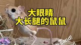 很多人不喜欢老鼠，但如果那是一只拥有着大眼睛和大长腿的鼠鼠呢