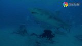 令人害怕的海洋生物，一条鱼能撞翻一艘船！暗涌下藏着公牛鲨？