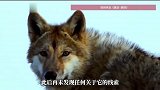 再版《重返狼群》透露格林活到了14岁，2024年发现格林三趾足迹