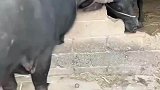 两个牛角勾在一起，谁也不让谁就这样僵持着，网友：这样不累吗