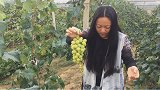 阳光玫瑰青提到底有多甜？它傲视所有葡萄，所以它是网红