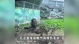 黔灵山“乞丐狮”另类出圈！邋遢形象或因不管所致？园区：需保持距离无法修剪毛发