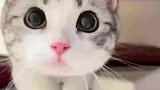 这可爱的小猫咪凑过来，你真的不会心动吗？