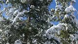 每当雪花飘落的时候