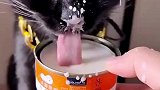 主人喂猫咪吃罐头，结果被溅了一脸！