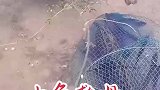 小鱼救母有些不忍心了