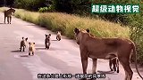 母狮带着小狮子回归狮群，没想到发生意外，狮群已经不知去向
