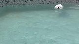 玩水的狗子真的好快乐