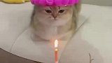 猫咪想快吹蜡烛吧，我等不及了