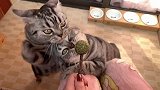 贪嘴的小猫，对薄荷爱不停