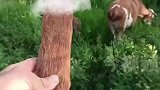 黄牛偷吃庄稼，被人砍断尾巴