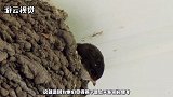 被燕子搭过窝的房子，寓意到底是好不好呢！看完后涨知识了