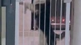 二哈魔性的舞步，哈哈哈
