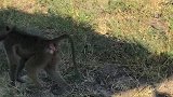 博茨瓦纳乔贝国家公园狒狒与羚羊