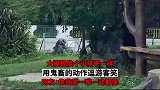 大猩猩像个小孩子一样，用鬼畜的动作逗游客笑