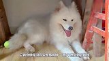 【萨摩耶】刚出生的小狗死了，给母狗缝了一只小狗