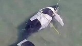 有鲸无险，搁浅的抹香鲸成功回家！