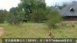 蓝花楹雄狮联盟：四兄弟捕牛技术出色，但却死于有偿狩猎(1)