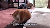 主人带猫咪回家，柴犬看见后一旁生闷气，你的好日子是要到头了！