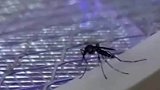 蚊子也有想不开的时候，纵身一跃跳进电蚊拍