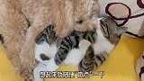 小黑猫被小狗子欺负了，瞧这生无可恋的表情