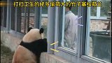姥爷“偷”萌大的竹子塞给萌兰，萌兰懂事接过，竹子一般还是吃了好几口