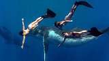 《秀色体坛》比基尼三姐妹深潜海底与鲸共舞 性感无边浪漫至极