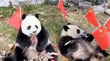 萌化了！熊猫宝宝国庆聚餐 手拿国旗吃竹子