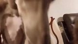 细狗哈这狗把猫吓到了吗