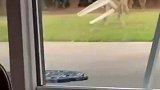 德牧被椅子困住出不来，在院子里不断和椅子单挑