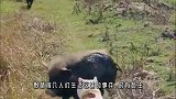 400斤野猪闯入家猪地盘，发生惨烈战斗，家猪也不是吃素的