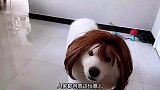 人模狗样，说的就是它吧