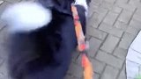 萌宠：狗子啊，你能不能高冷一点啊，不就是碰到一只小母狗吗？