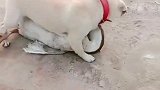 鹅狗大战看谁是最后赢家