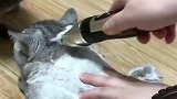 一直聪明绝顶的猫咪