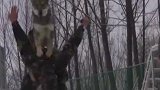 军犬专业项目考核开始！狗狗敬礼的样子太可爱了，看完你给几分？