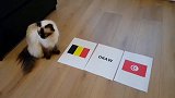 世界杯萌猫预测：比利时胜突尼斯