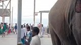 大象渴了，也想喝个椰子